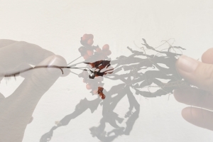 BETWEEN BELONGING
